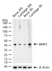cancer biomarkers guide